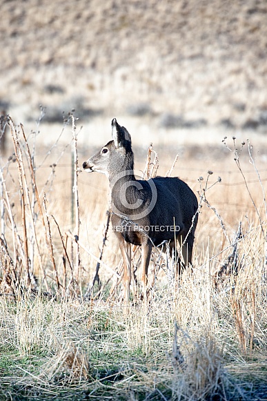 Wild mule deer in a field
