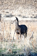 Wild mule deer in a field