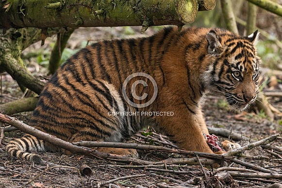 Sumatran Tiger Cub Sitting In Trees