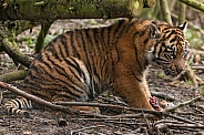Sumatran Tiger Cub Sitting In Trees