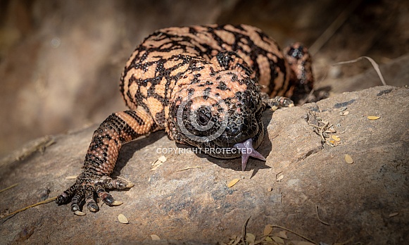 Gila Monster Front View with Tongue