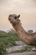 Omani Dromedary Camel