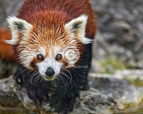 Red panda at the water