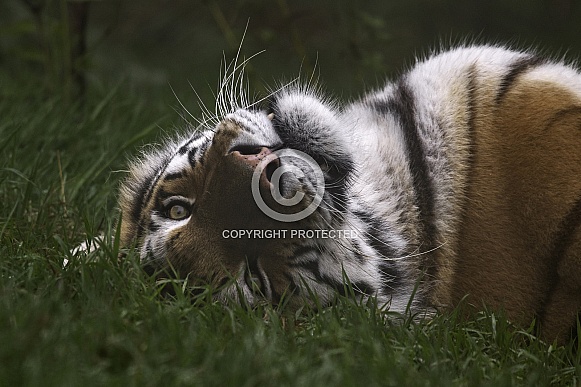 Amur Tiger On Back Looking At Camera
