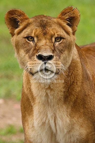 Tawny Lioness