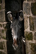 Young Zebra Peeking