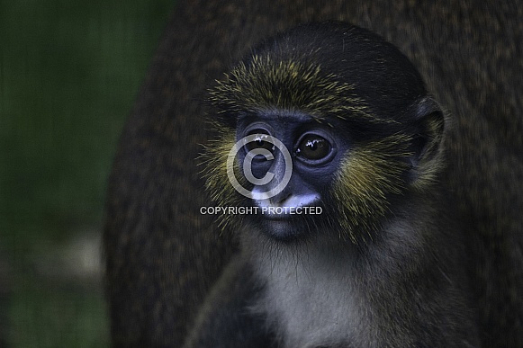 Baby Moustached Guenon Monkey