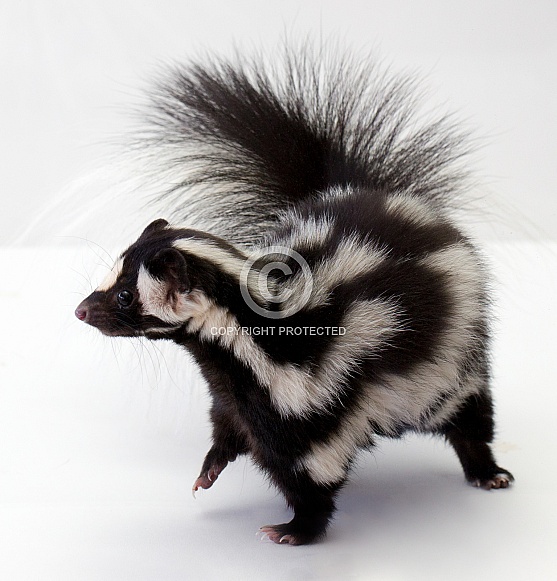 Spotted Skunk on White Background