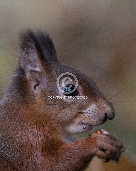 Red Squirrel head shot