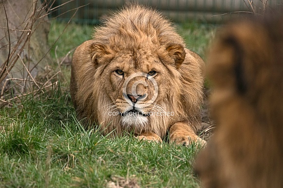 Young Male African Lion Ready To Pounce