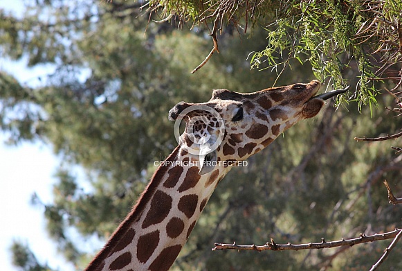 Reticulated Giraffe Eating