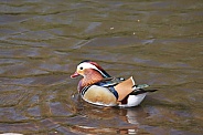 Colourful Mandarin Duck Swimming