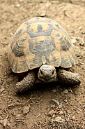 Greek tortoise (Testudo graeca)