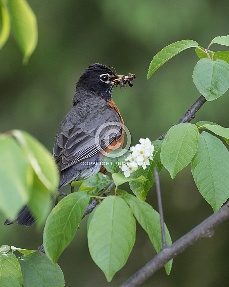 American Robin with a mouthful of insects