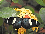 Sara Longwing Butterfly