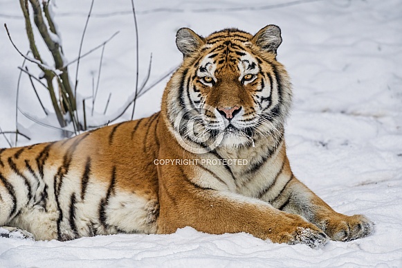Tiger resting in the snow