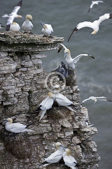 Gannet colony - Bempton Cliffs - England