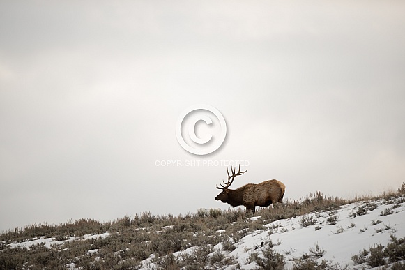 Wild bull elk
