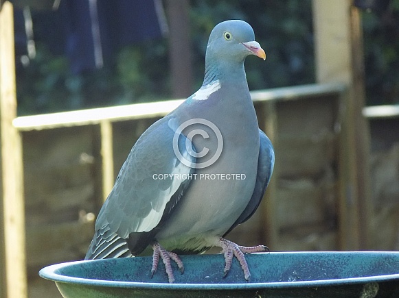 Wood pigeon waiting for food