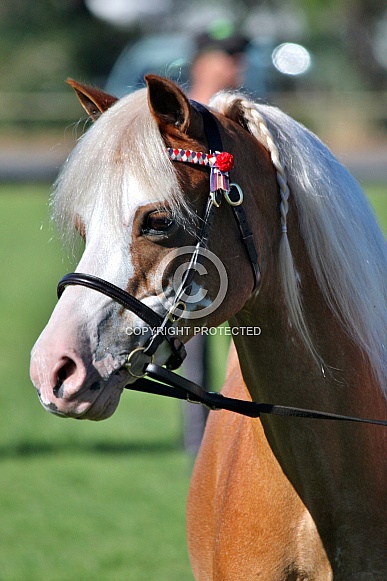 Pretty Pony in Bridle