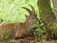Young Ibex