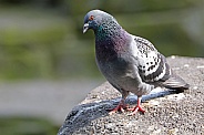 Pigeon (Columba livia domestica)