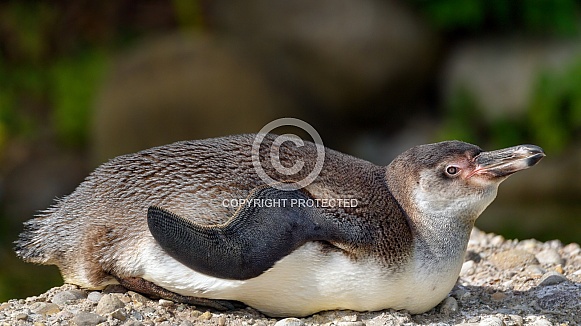 Humboldt penguin lying down
