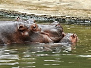 Mother and Baby Hippopotamus