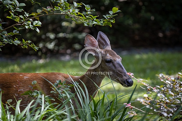 Florida White Tail Deer in garden
