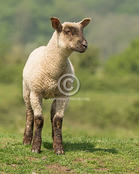 Posing Lamb
