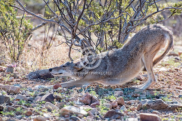 Downward-Facing Dog - Coyote