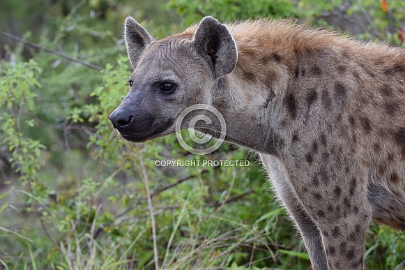 Hyena