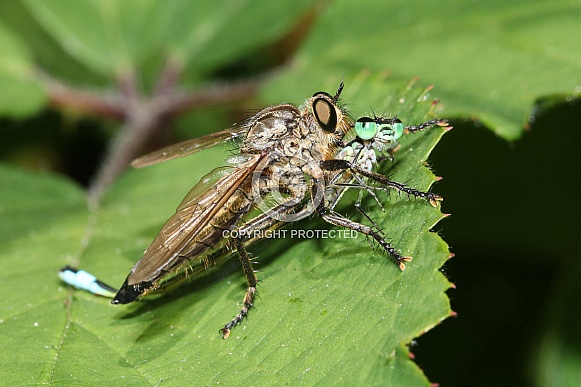 robberfly (asilidae) killing a damselfly