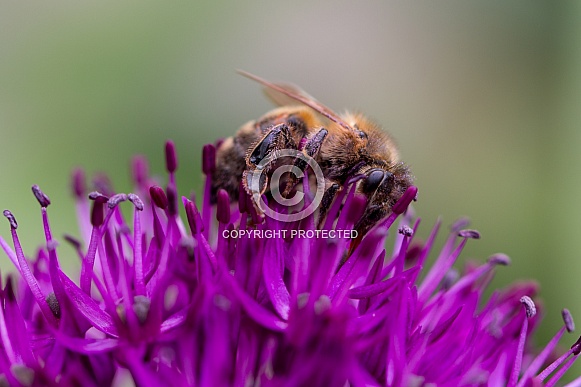 Carder bee on a purple Allium flower