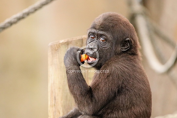 Baby Western Lowland Gorilla