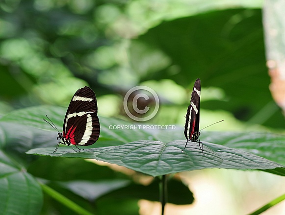 Common longwing butterfly