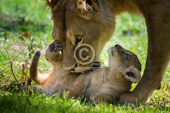 Lion cub with Mum