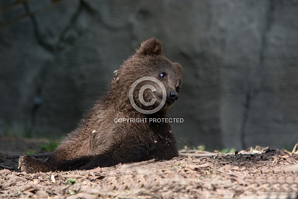 Kamtschatka Bear