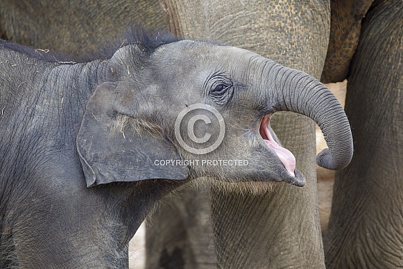 small Asian elephant (Elephas maximus) near mother in natural habitat
