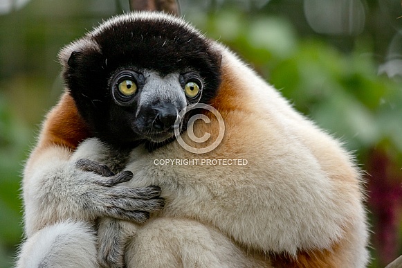 Crowned Sifaka Lemur