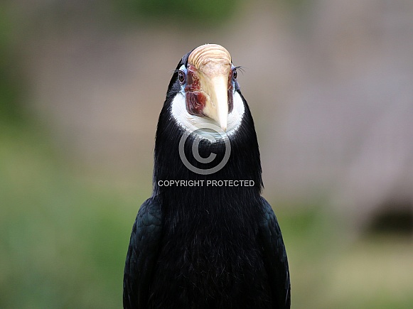 Blyth's hornbill (Rhyticeros plicatus)