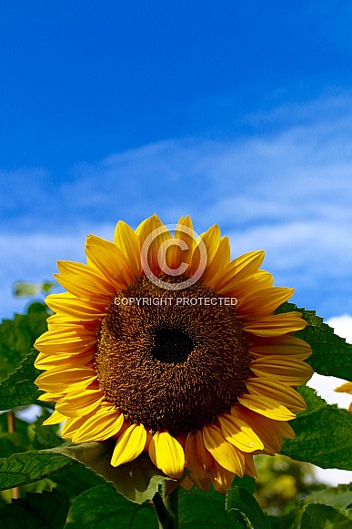 Sunflower in the sunshine
