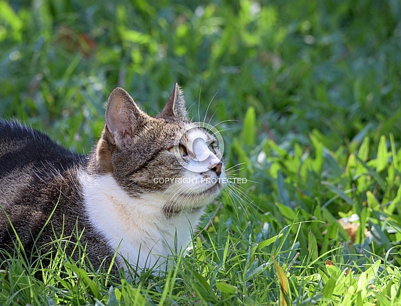 Domestic Tabby Tuxedo Cat Lying in Grass