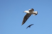 Seagull (Sternidae)