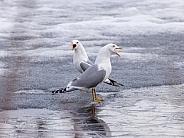 Common gull, mew gull, or sea mew pair