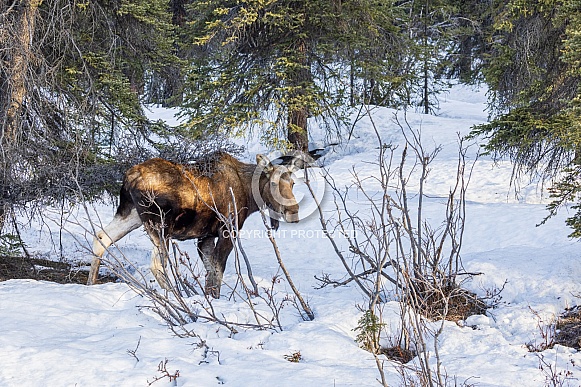 A Cow Moose in Alaska
