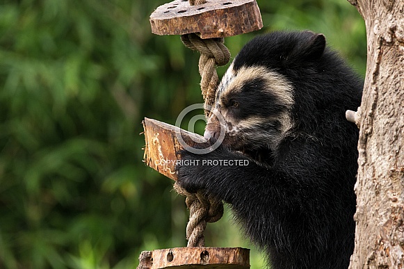 Andean Bear Cub Side Profile On Tree