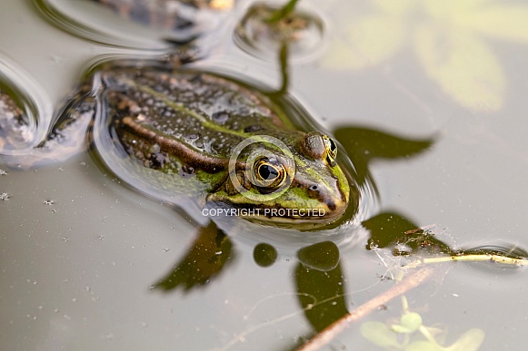 True frog (Ranidae)
