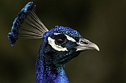 Peacock Close Up