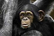 Baby Chimpanzee Close Up